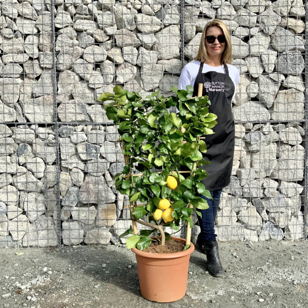 Buy Citrus Trees UK For Sale Online Wide Variety