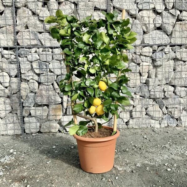 Citrus Lemon Tree Espalier Frame (Height 1.15-1.20M) - IMG 5796 scaled
