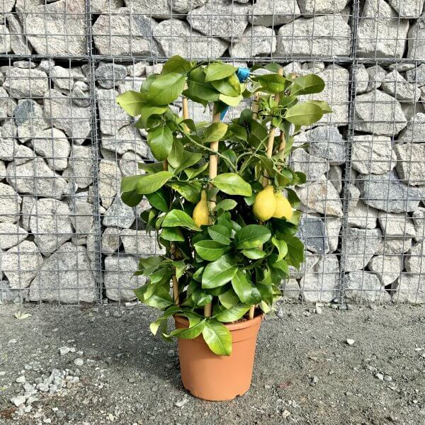 Citrus Lemon Tree Circular Frame (Height 90-95cm) - IMG 5805 scaled