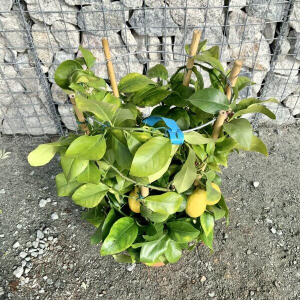 Citrus Lemon Tree Circular Frame (Height 90-95cm) - IMG 5806 scaled
