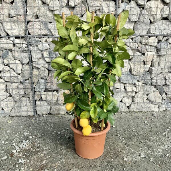 Citrus Lemon Tree Circular Frame (Height 1.15-1.20M) - IMG 5810 scaled