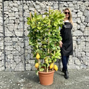 Citrus Lemon Trees