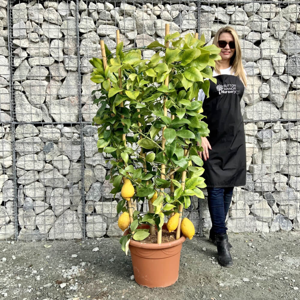 Buy Citrus Trees UK For Sale Online Wide Variety