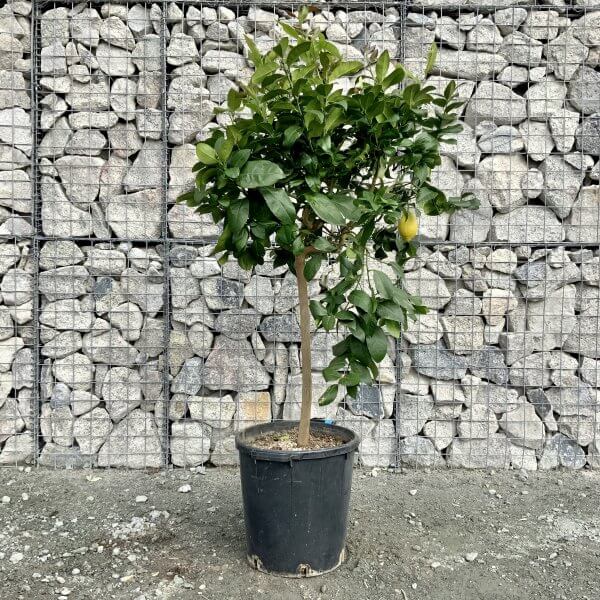 Citrus Lemon Tree Half Standard (Height 1.60-1.70m) - IMG 5828 scaled