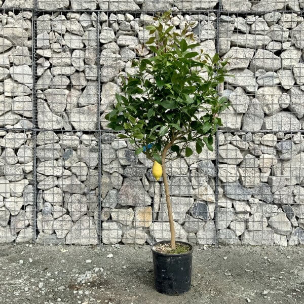 Citrus Lemon Tree Half Standard (Height 1.50-1.55m) - IMG 5832 scaled