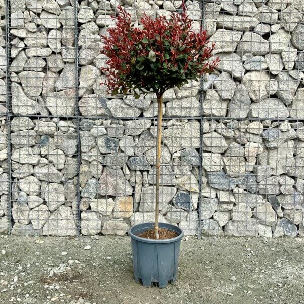 Photinia Nana (Little Red Robin ) Half Standard (Height 1.45-1.55m) - IMG 5840 scaled