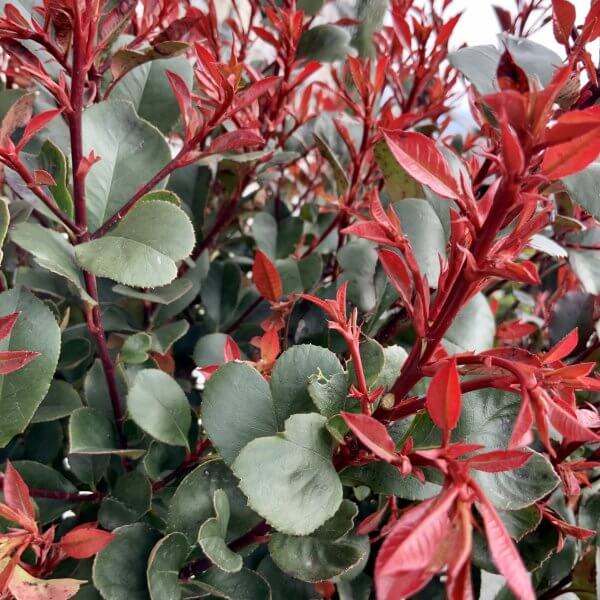 Photinia Nana (Little Red Robin ) Half Standard (Height 1.45-1.55m) - IMG 5841 scaled