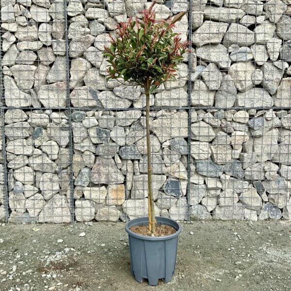 Photinia Pink Marble Half Standard (Height 1.45-1.55m) - IMG 5848 scaled
