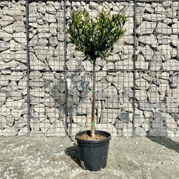 Prunus Laurocerasus " Otto Luyken" Half Standard (Height 1.50-1.60m) - IMG 5864 scaled