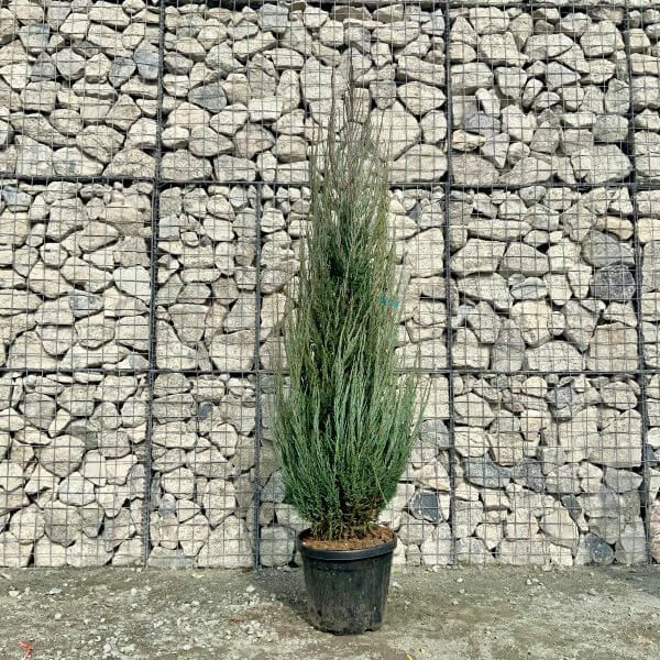Juniperus Scopulorum Blue Arrow (Height 2.10-2.40m) - IMG 5913 scaled