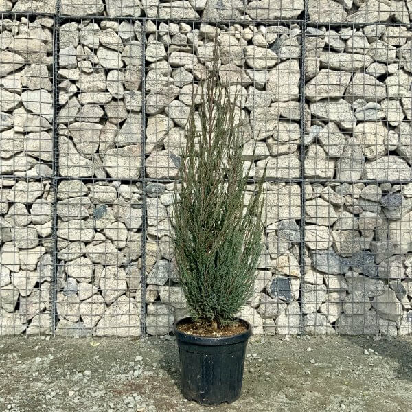 Juniperus Scopulorum Blue Arrow (Height 1.55-1.65M) - IMG 5917 scaled