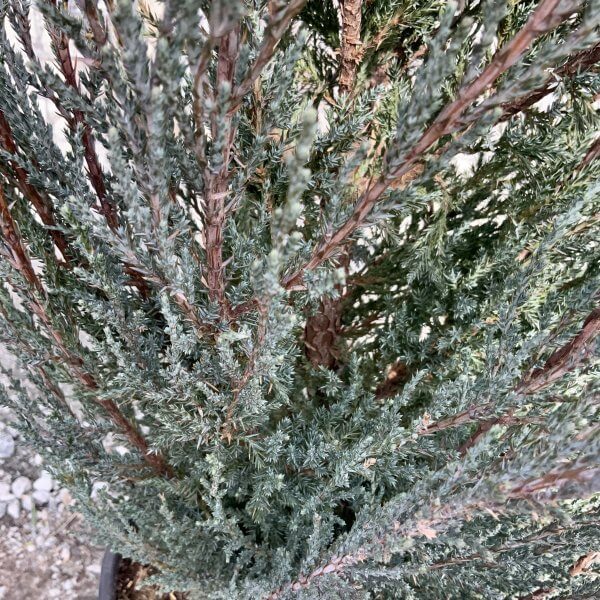 Juniperus Scopulorum Blue Arrow (Height 1.55-1.65M) - IMG 5918 scaled