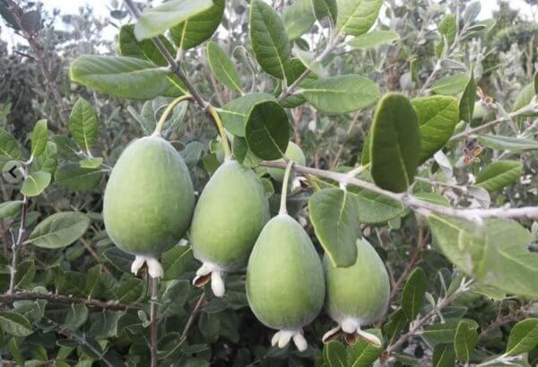 Feijoa Sellowiana Half Standard (Height 1.30-1.40m) - IMG 5938