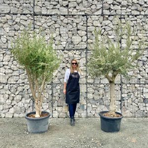 Multi Stem Olive Trees