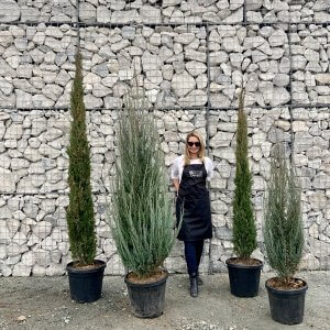 Italian Cypress Trees