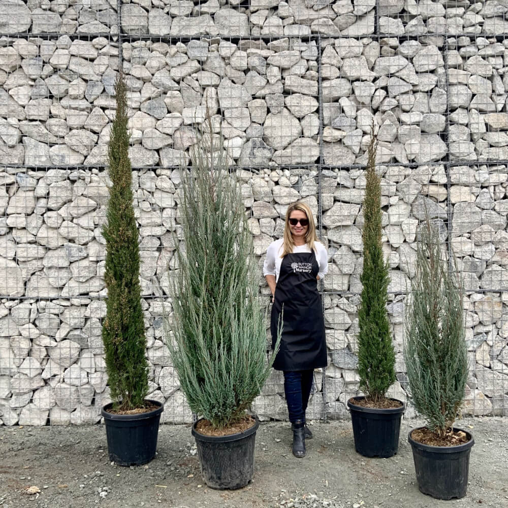 Italian Cypress Trees UK For Sale Online Wide Range