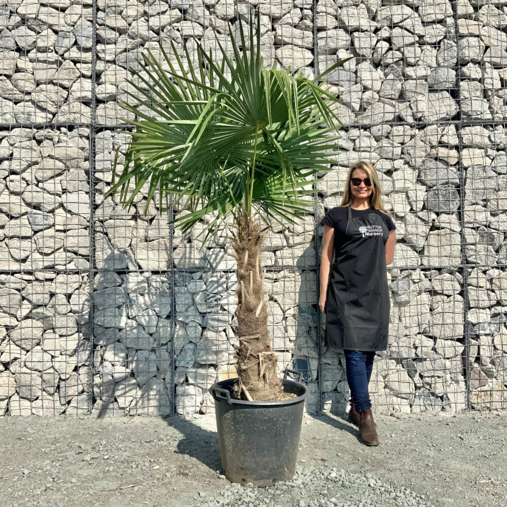 Buy Palm Trees UK For Sale Online Wide Range