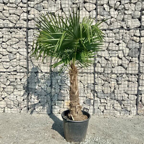 Trachycarpus Fortunei (Chusan palm)   TRUNK 80-100cm. - IMG 5977 scaled