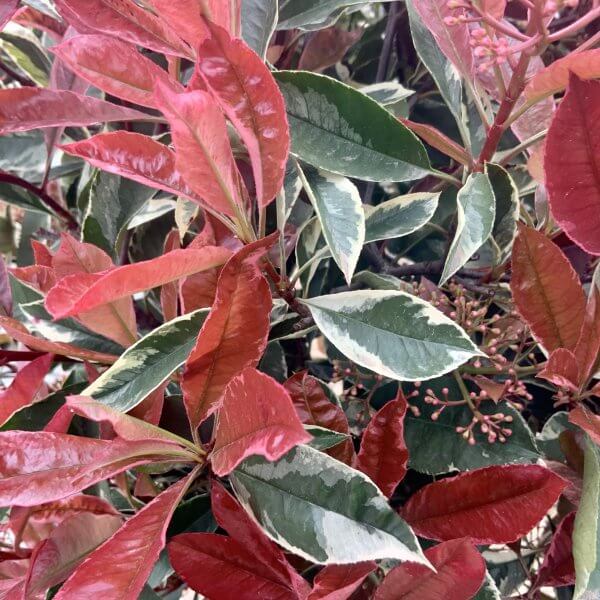 Photinia Pink Marble Half Standard (Height 1.45-1.55m) - IMG 6033 scaled