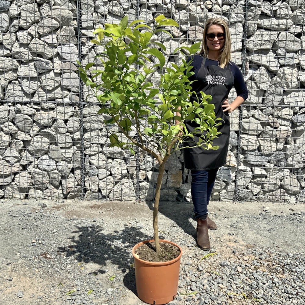 Buy Citrus Trees UK For Sale Online Wide Variety