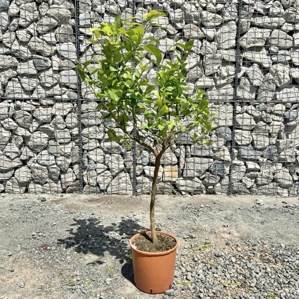 Citrus Lemon Tree Half Standard Height 1.30-1.50m - IMG 8294 scaled