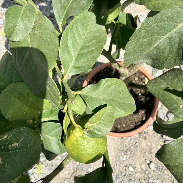 Citrus Lemon Tree Quarter Standard (Height 85cm-95cm) - IMG 8298 scaled