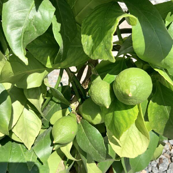 Citrus Lemon Tree Espalier Frame (Height 80-90cm) - IMG 8304 scaled