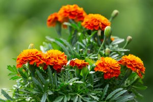 5 Ways To Transform Your Garden This Spring/Summer - Marigold flowers 1