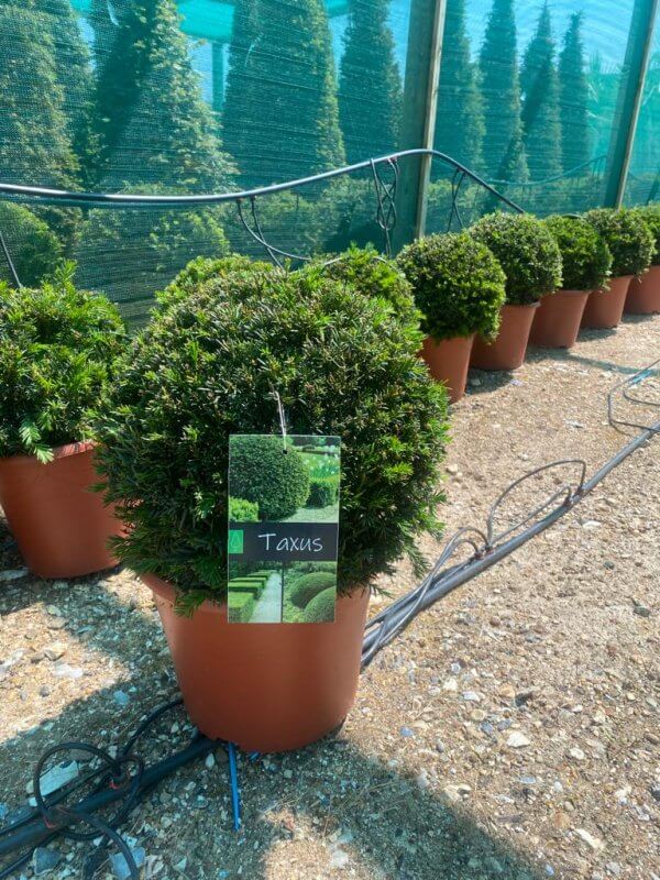 Taxus Baccata Yew Ball 30-35CM - YEW BALL