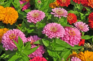 5 Ways To Transform Your Garden This Spring/Summer - Zinnia flowers