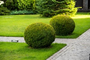 5 Ways To Transform Your Garden This Spring/Summer - buxus balls