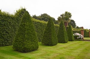 5 Ways To Transform Your Garden This Spring/Summer - buxus cones