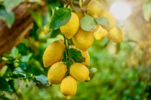 5 Ways To Transform Your Garden This Spring/Summer - lemon trees