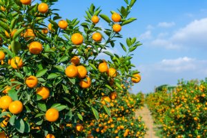 5 Ways To Transform Your Garden This Spring/Summer - mandarin trees