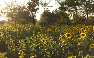5 Ways To Transform Your Garden This Spring/Summer - sunflowers