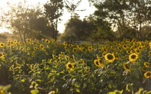 5 Ways To Transform Your Garden This Spring/Summer - sunflowers