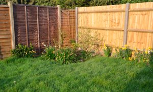 5 Ways To Transform Your Garden This Spring/Summer - unkept lawn 1 1