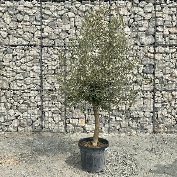 Tuscan Olive Tree Quirky Stem  2M-2.30M - 603D5051 A1C0 4488 B213 32F6D57F8282 scaled