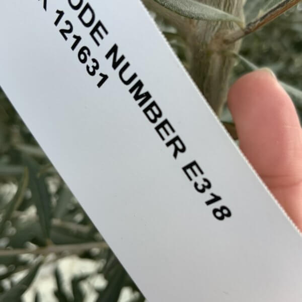 E318 Individual Gnarled Olive Tree - 6C7DF3DF 2095 45BC 8732 DB2A5F4AA8F7 1 105 c