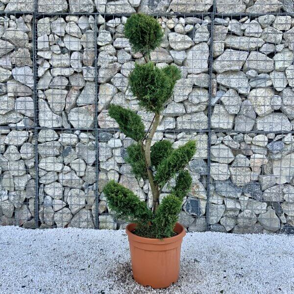 Castlewellan Gold Cloud Tree S Stem 1.70 M (Cupressocyparis Leylandi) - 80D28D1A 33DC 4A37 9889 72C0DDD07C98 scaled