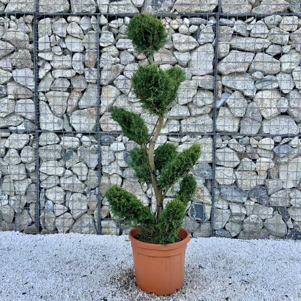 Castlewellan Gold Cloud Tree S Stem 1.70 M (Cupressocyparis Leylandi) - 80D28D1A 33DC 4A37 9889 72C0DDD07C98 scaled