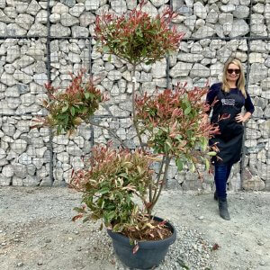 Individual Cloud Pom Pom Trees Archives Sutton Manor Nursery Individual Cloud Pom Pom Trees Archives Sutton Manor Nursery