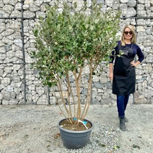 Individual Cloud Pom Pom Trees Archives Sutton Manor Nursery Individual Cloud Pom Pom Trees Archives Sutton Manor Nursery