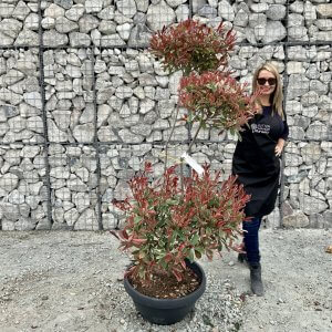 Individual Cloud Pom Pom Trees Archives Sutton Manor Nursery Individual Cloud Pom Pom Trees Archives Sutton Manor Nursery