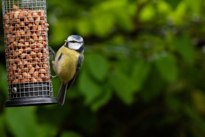 10 April Gardening Jobs You Need To Complete - Bird feeder