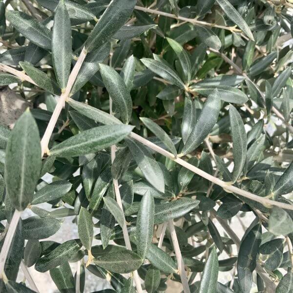 Tuscan Olive Tree Quirky Stem  2M-2.30M - CEFA6C74 8D6A 4E9C A0F6 125C6C3F264E scaled
