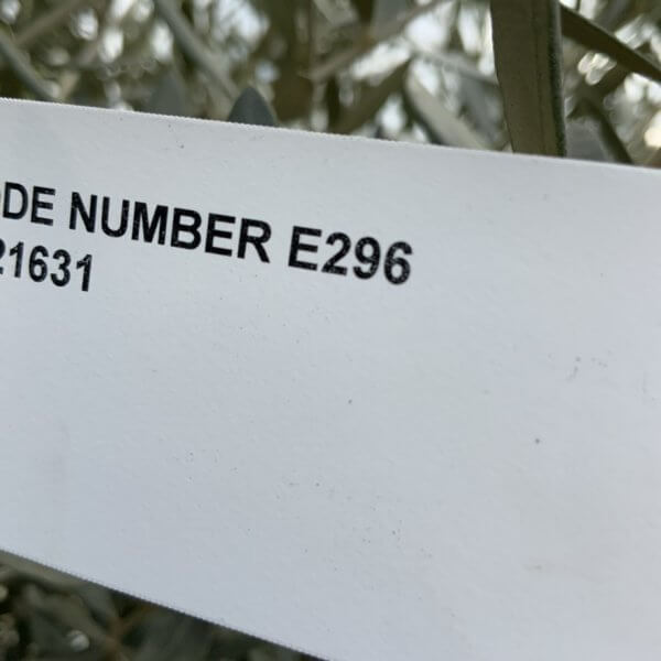 E296 Individual Gnarled Olive Tree - EFE3A244 B3B2 45C5 AEA9 B647016FDE8D 1 105 c