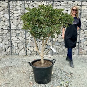 Individual Cloud Pom Pom Trees Archives Sutton Manor Nursery Individual Cloud Pom Pom Trees Archives Sutton Manor Nursery
