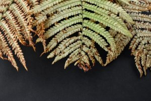 10 April Gardening Jobs You Need To Complete - Fern Fronds Browning Actual