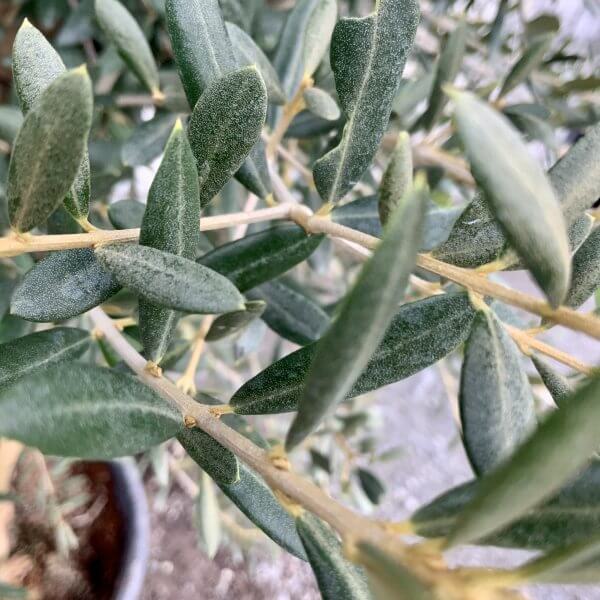 Tuscan Olive Tree XXL 2 M - 2.20 M - IMG 4543 scaled
